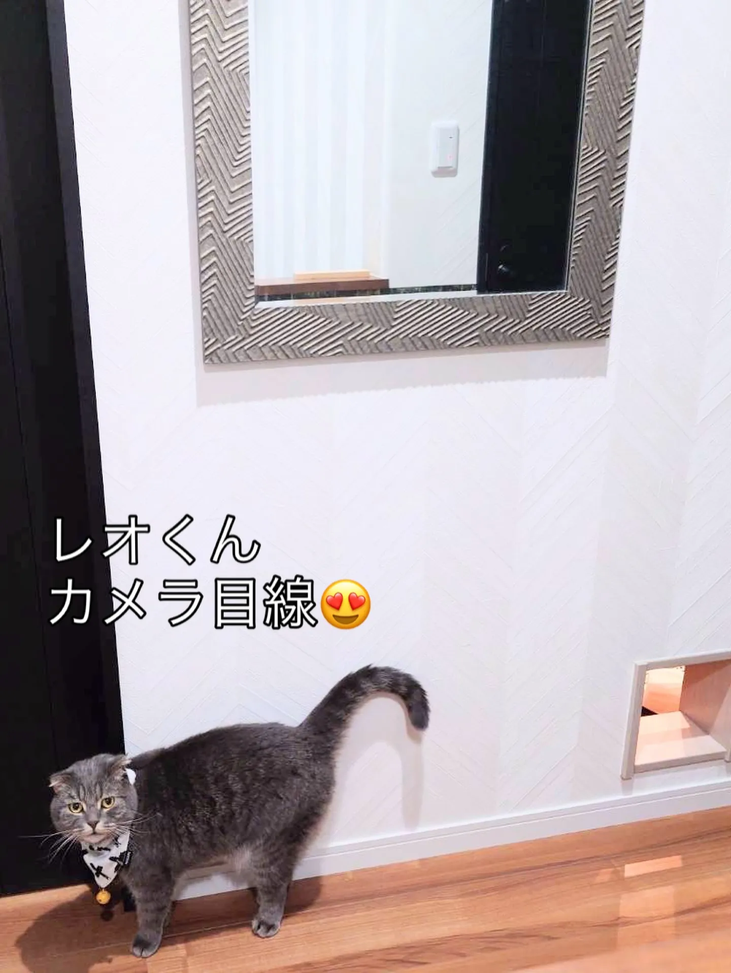 #猫の出入り口#猫の通路#尼崎ランチ エビスハウス#注文住宅...
