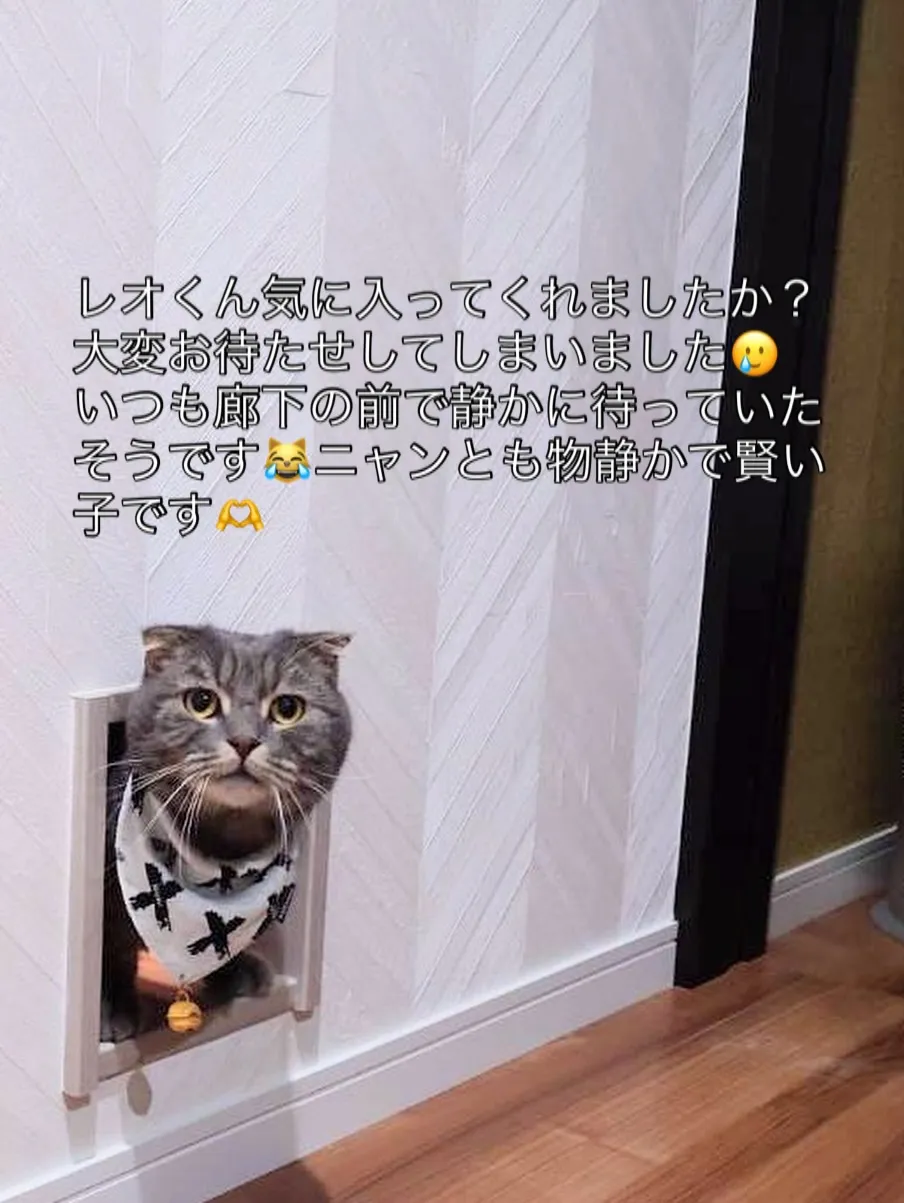 #猫の出入り口#猫の通路#尼崎ランチ エビスハウス#注文住宅...