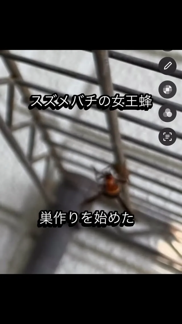 #スズメバチの巣 